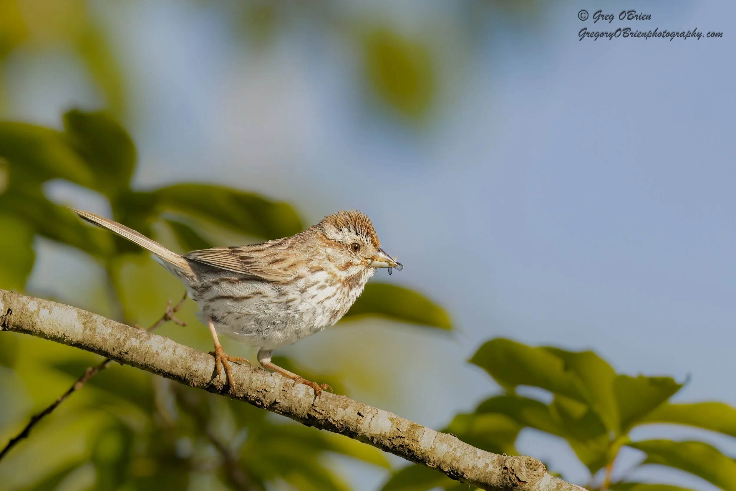 Song Sparrow with flying insect in beak - Daniel Webster Wildlife Sanctuary - Marshfield, Massachusetts 