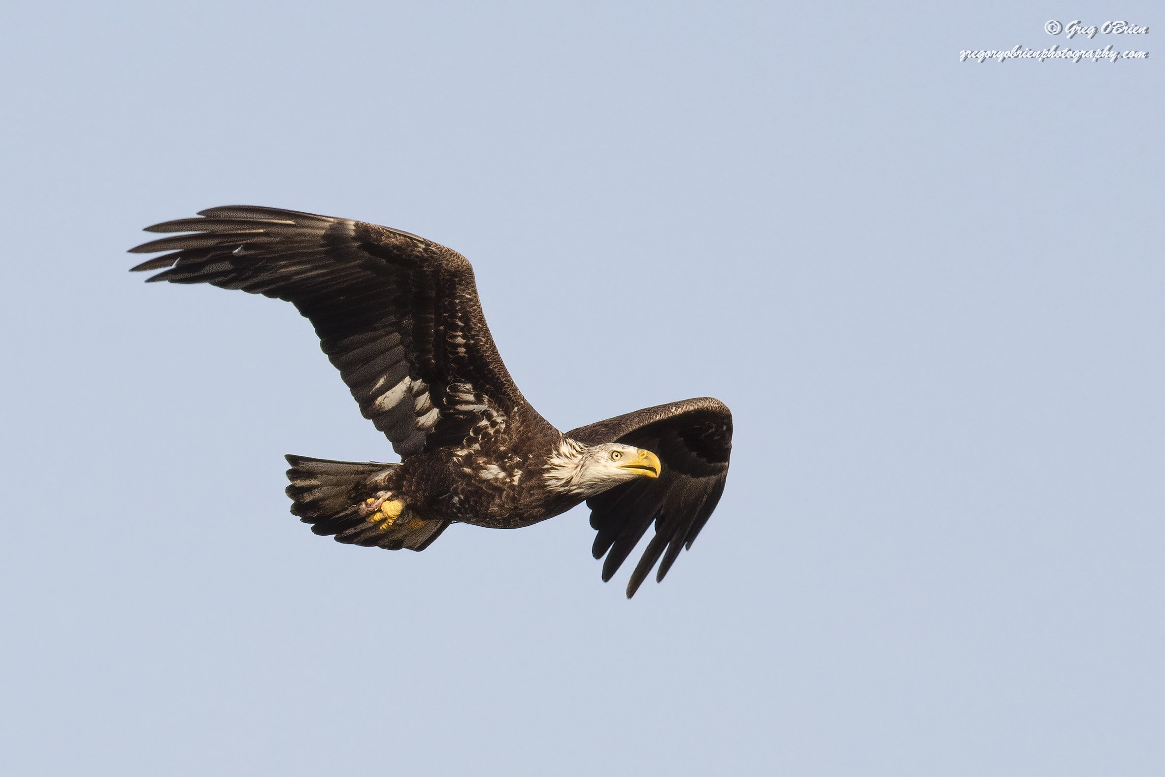 Bald Eagle - immature 2nd year - Celery Fields - Sarasota Florida