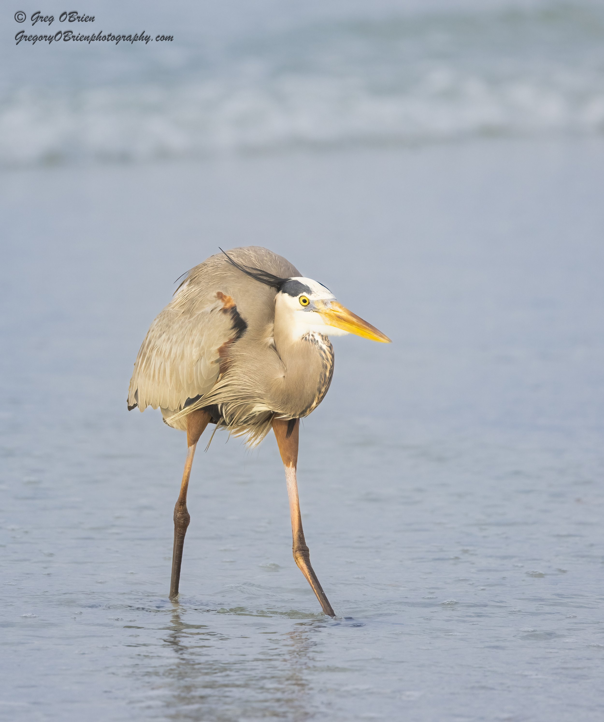 Great Blue Heron - South Lido Beach - Sarasota, Florida