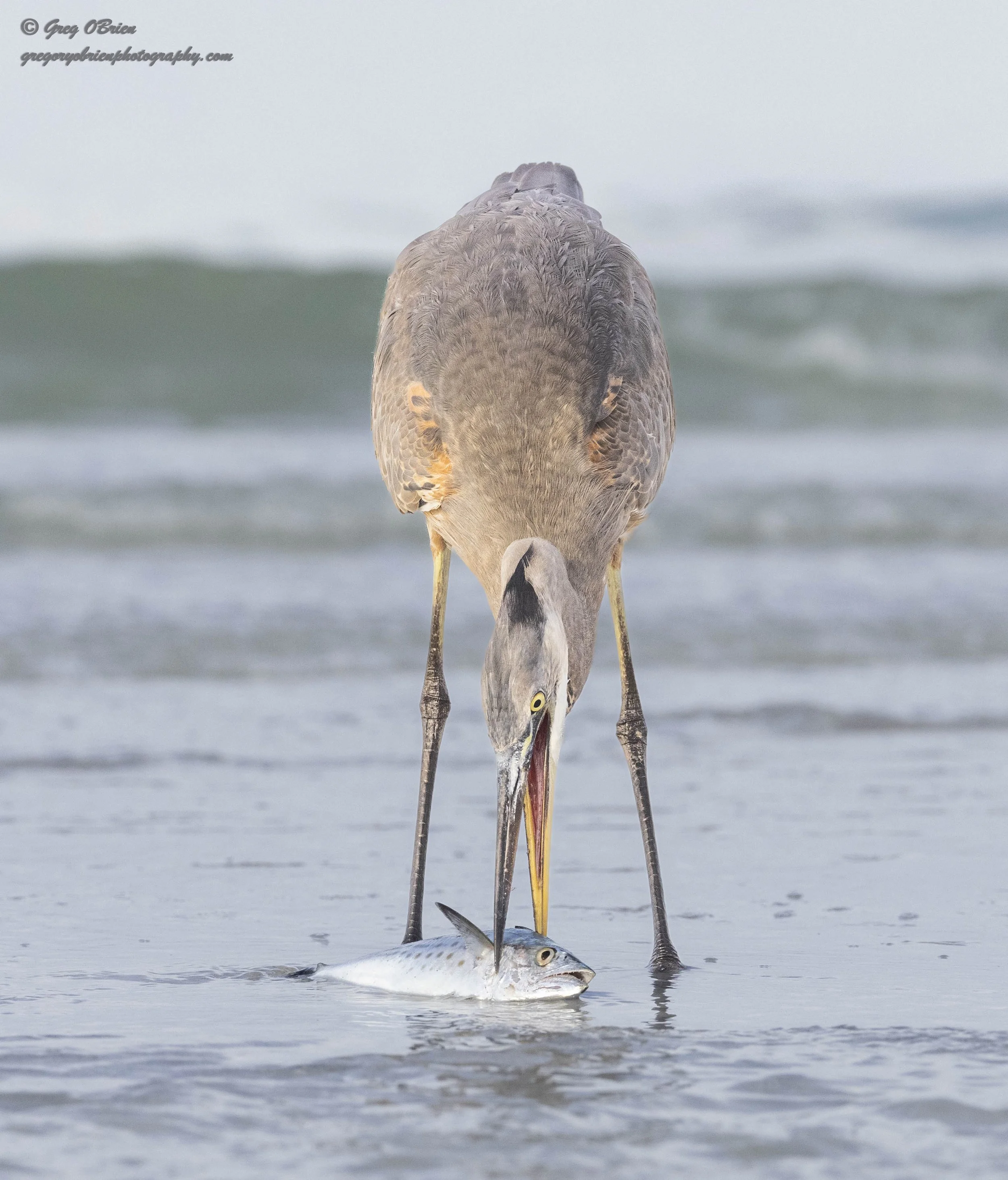 Great Blue Heron (with large fish) - South Lido Beach - Sarasota, Florida