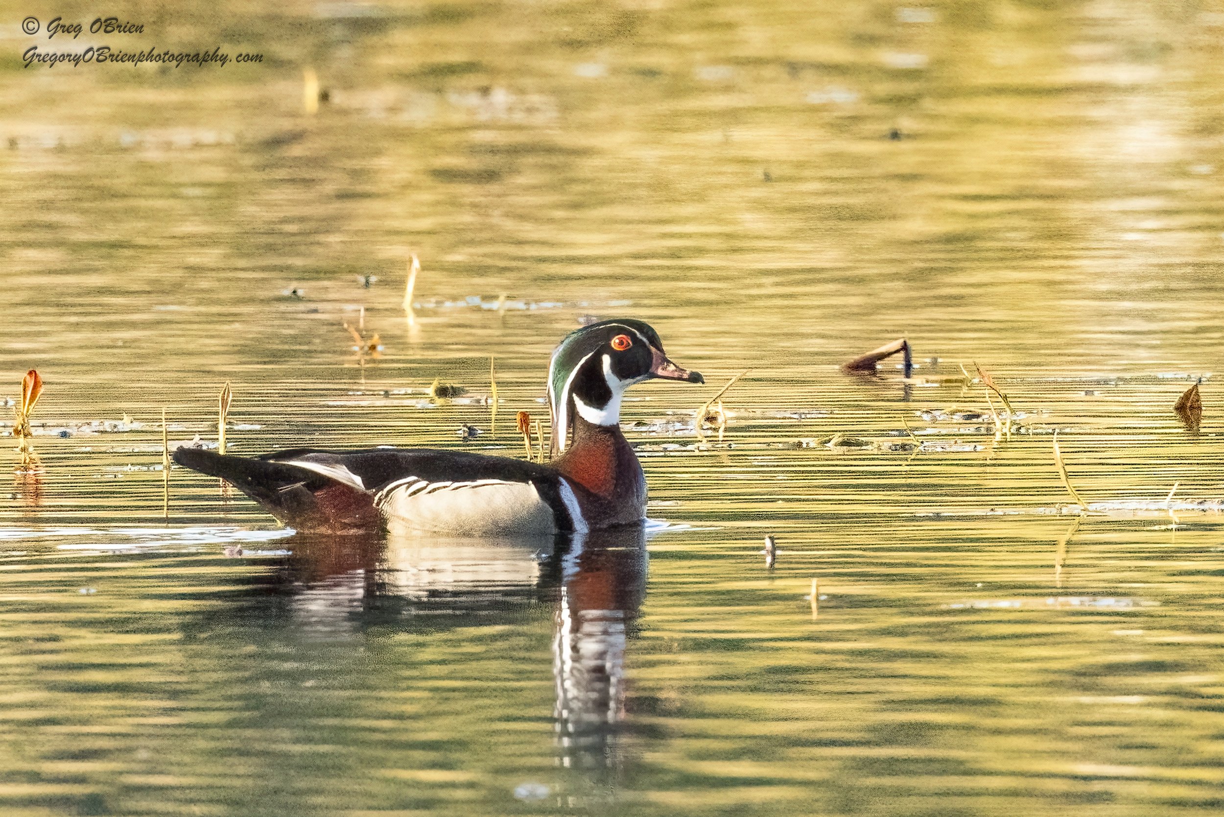 Wood Duck (male) - Great Meadows NWR - Concord, Massachusetts