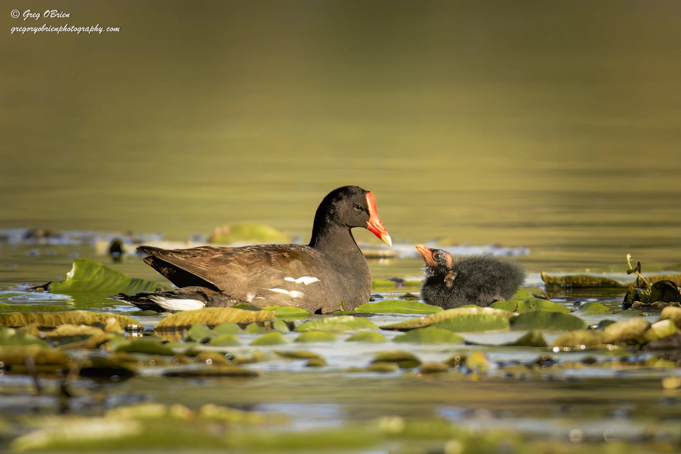 Common Gallinule (feeding chick) - Venice, Florida