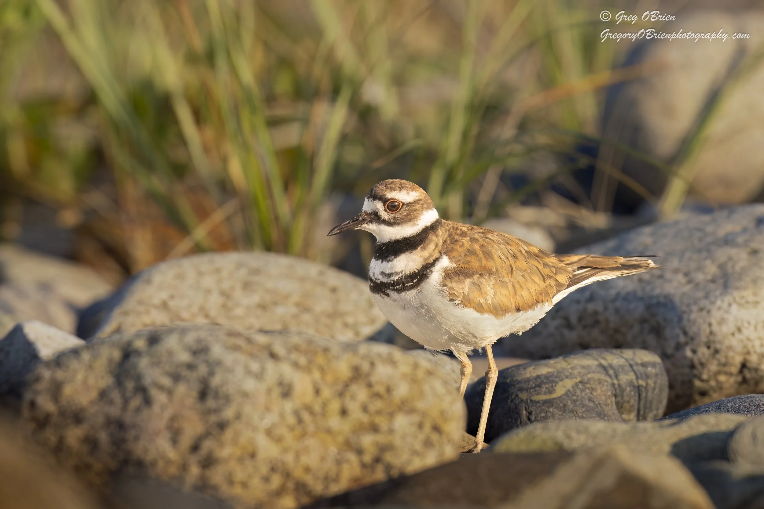 Kildeer - The Spit - Scituate, Massachusetts