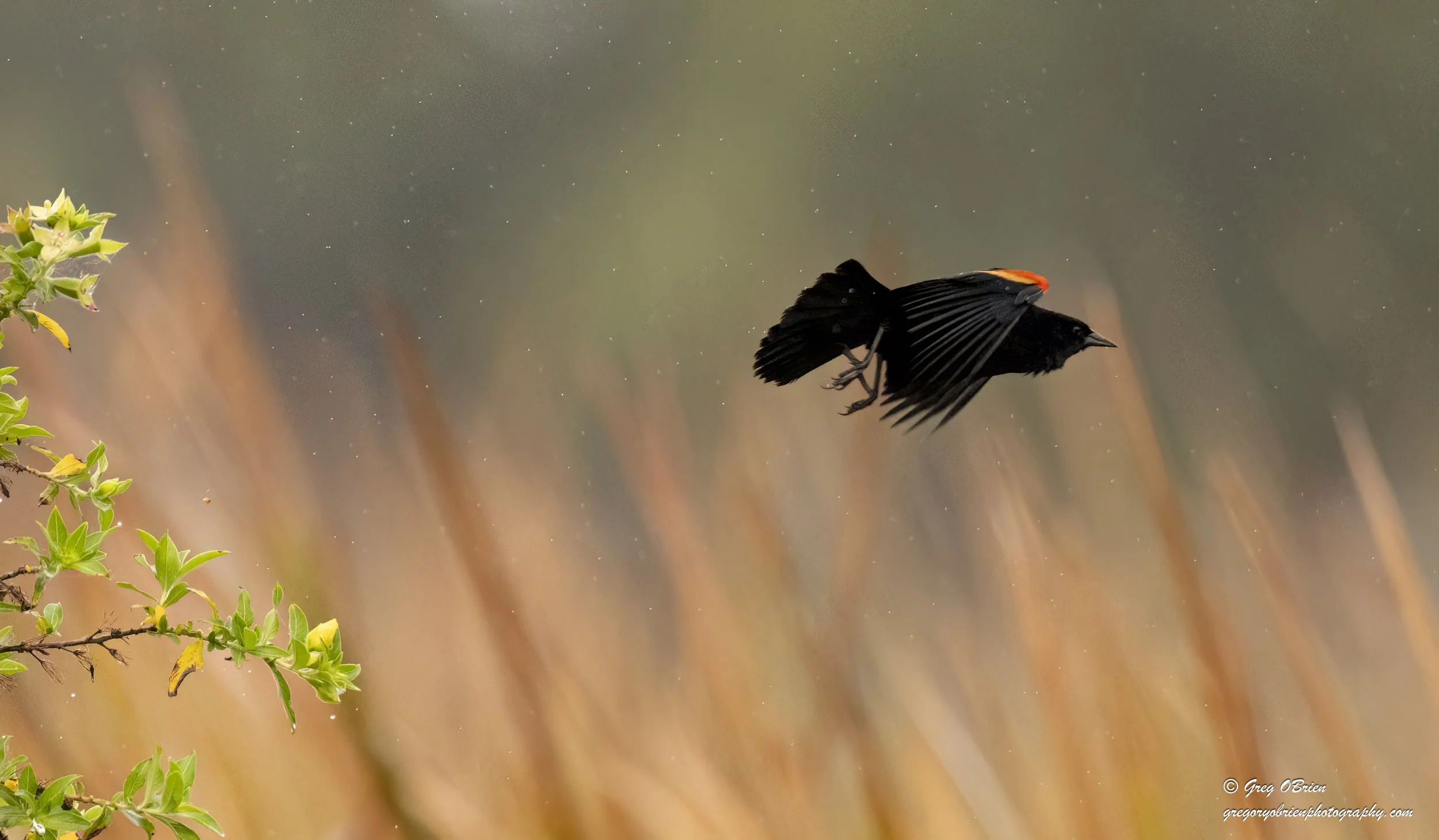 Red-winged Blackbird in the rain launching of the brush - Venice, Florida