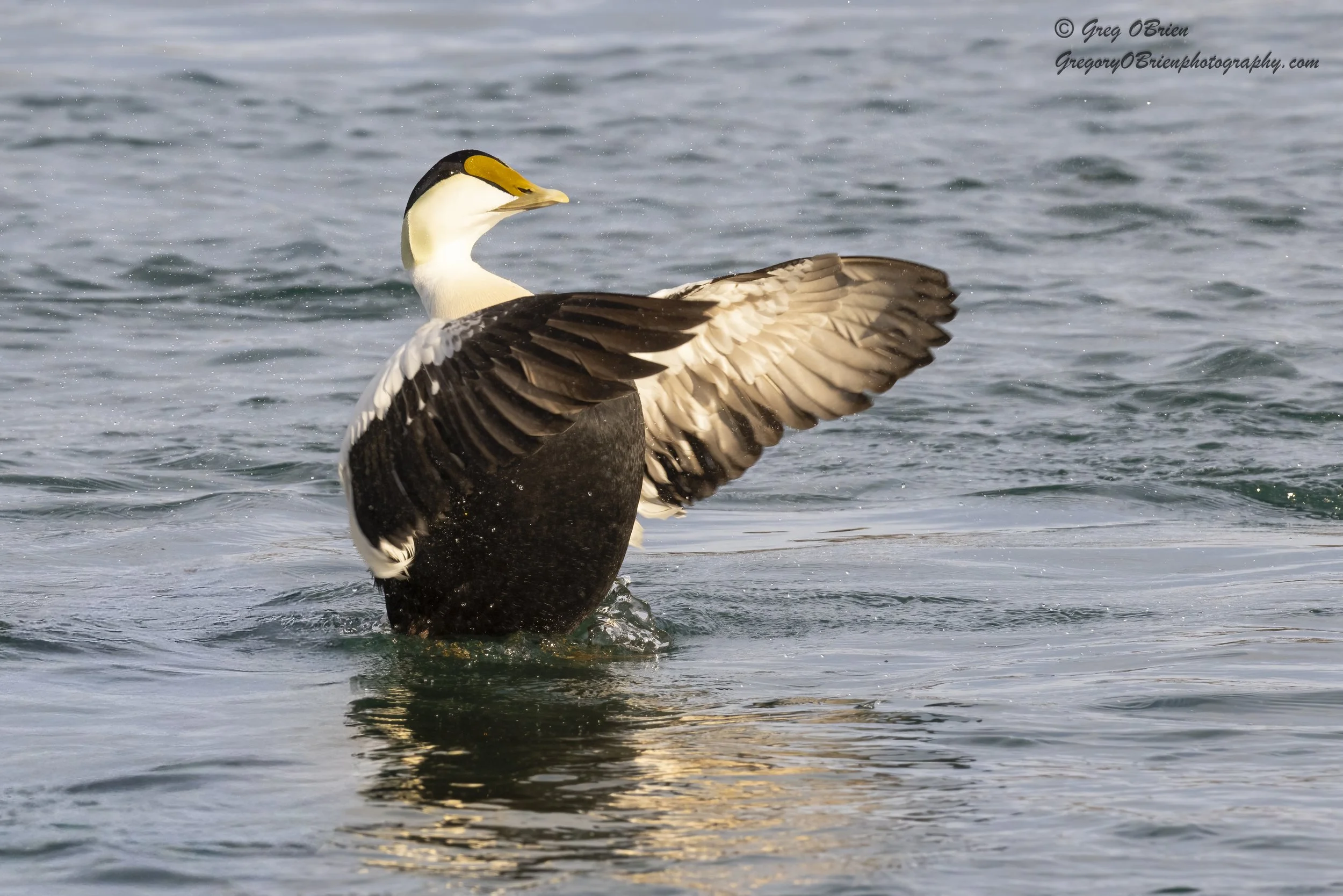 Common Eider (male) on the Cape Cod Canal, Massachusetts