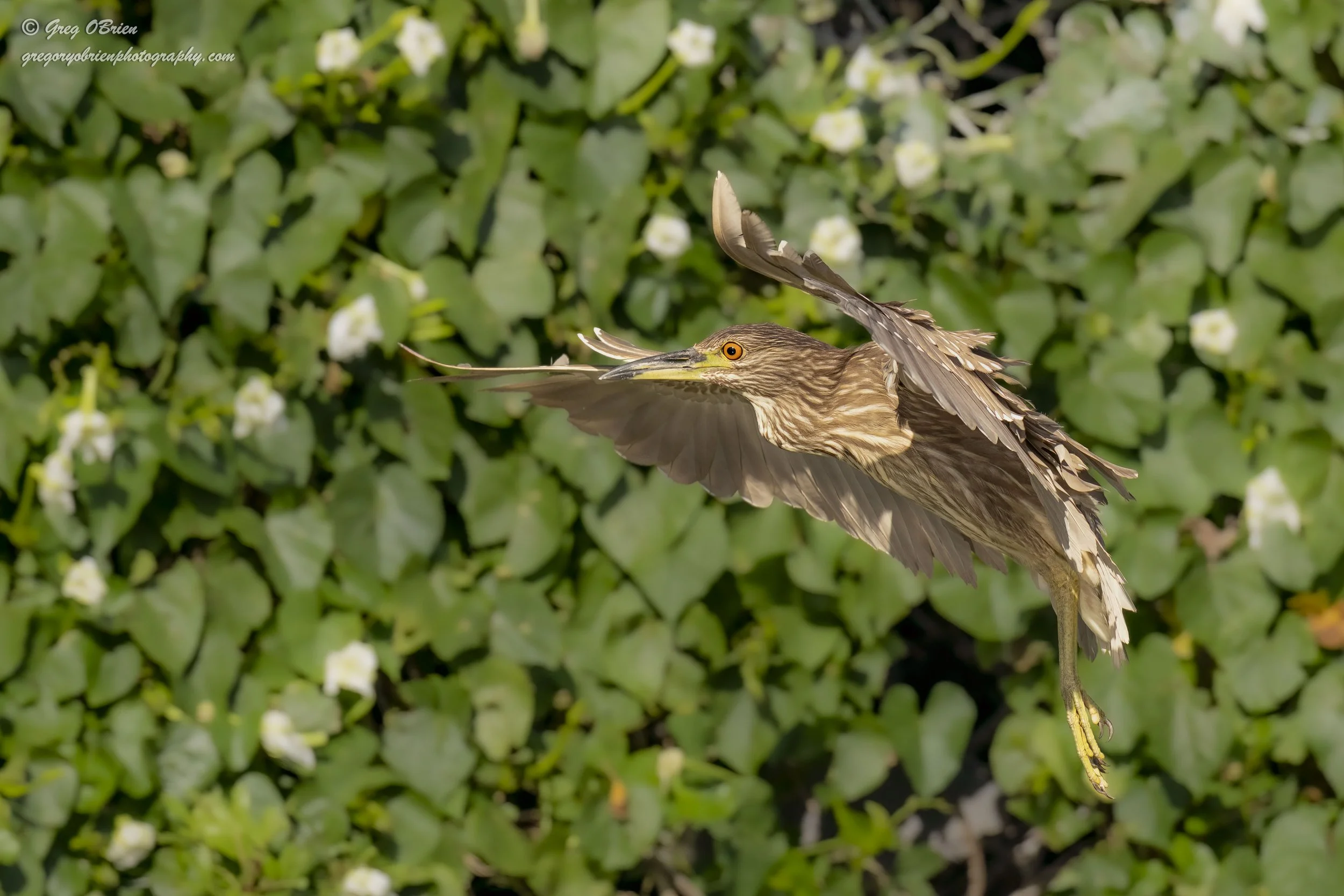 Black-crowned Night Heron - (juvenile in flight) - Venice, Florida 