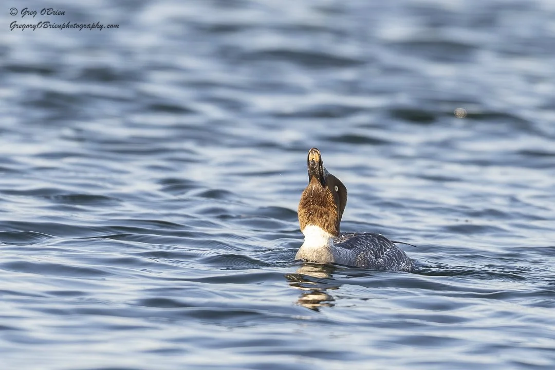 Common Goldeneye (female) - Cape Cod Canal, Massachusetts