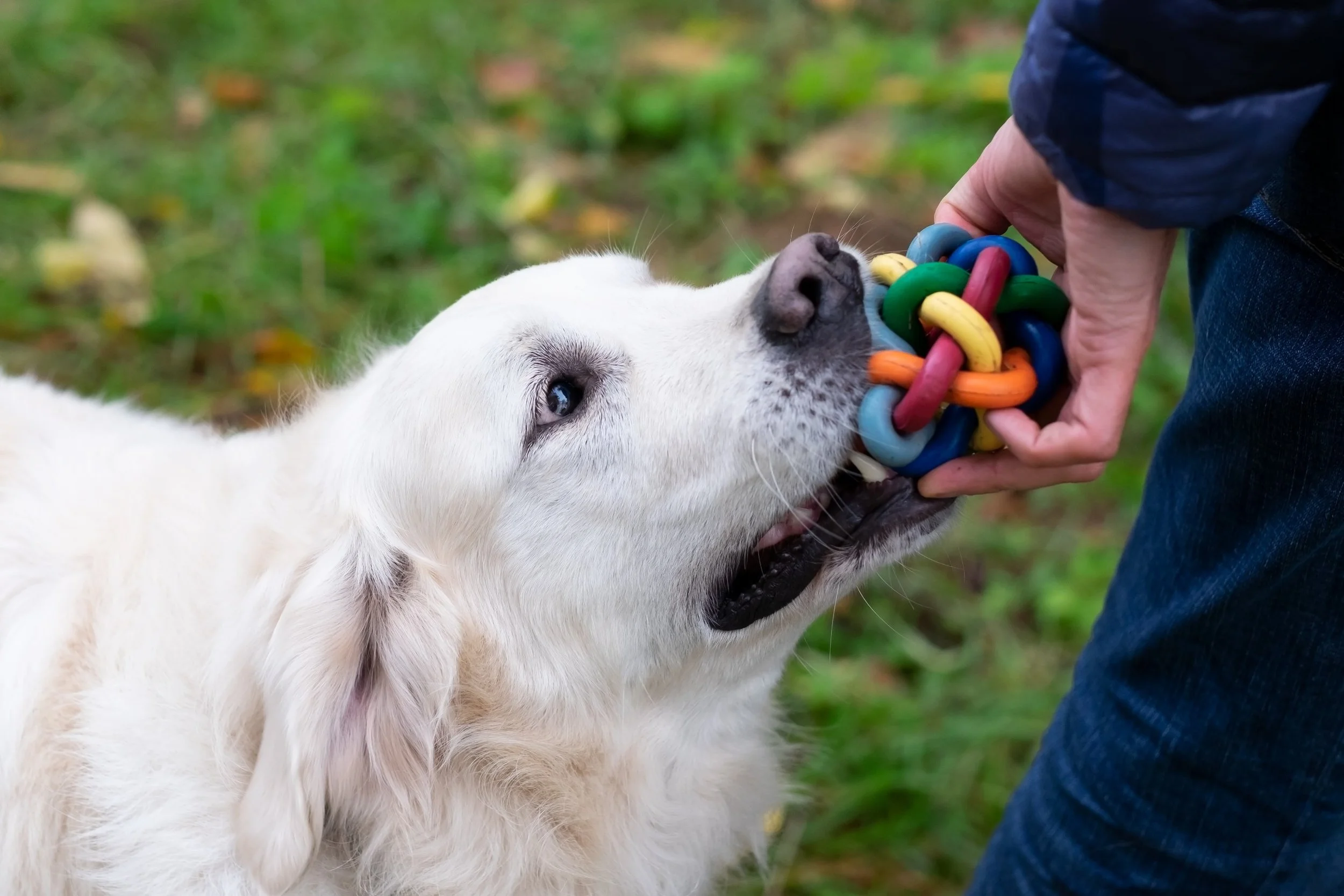 Fetch - 2 Week Class
