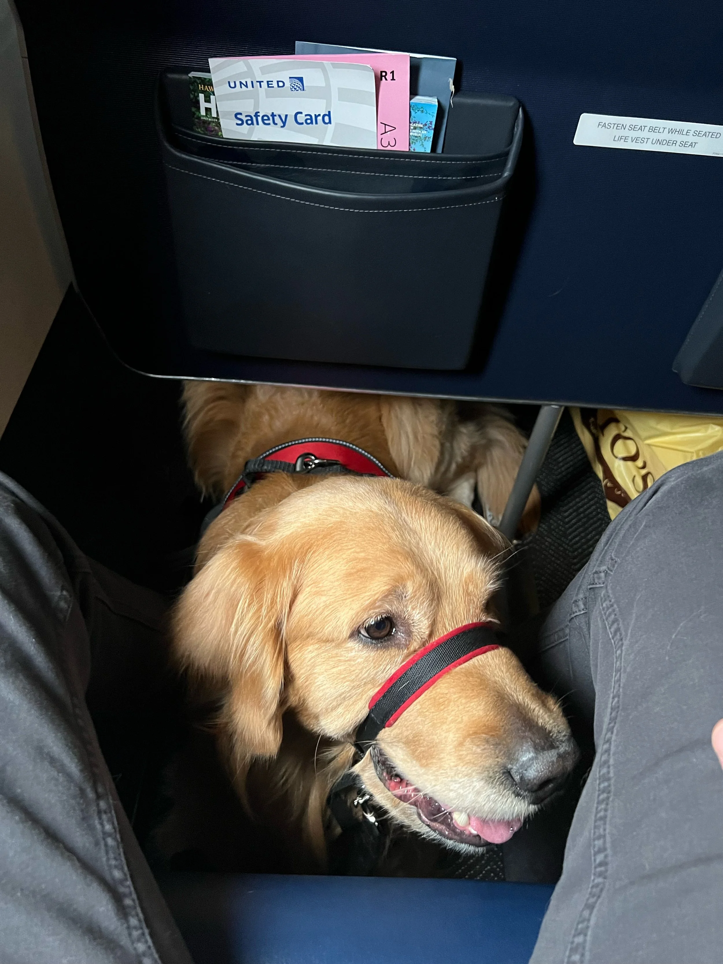 Are Service Dogs Allowed On Planes