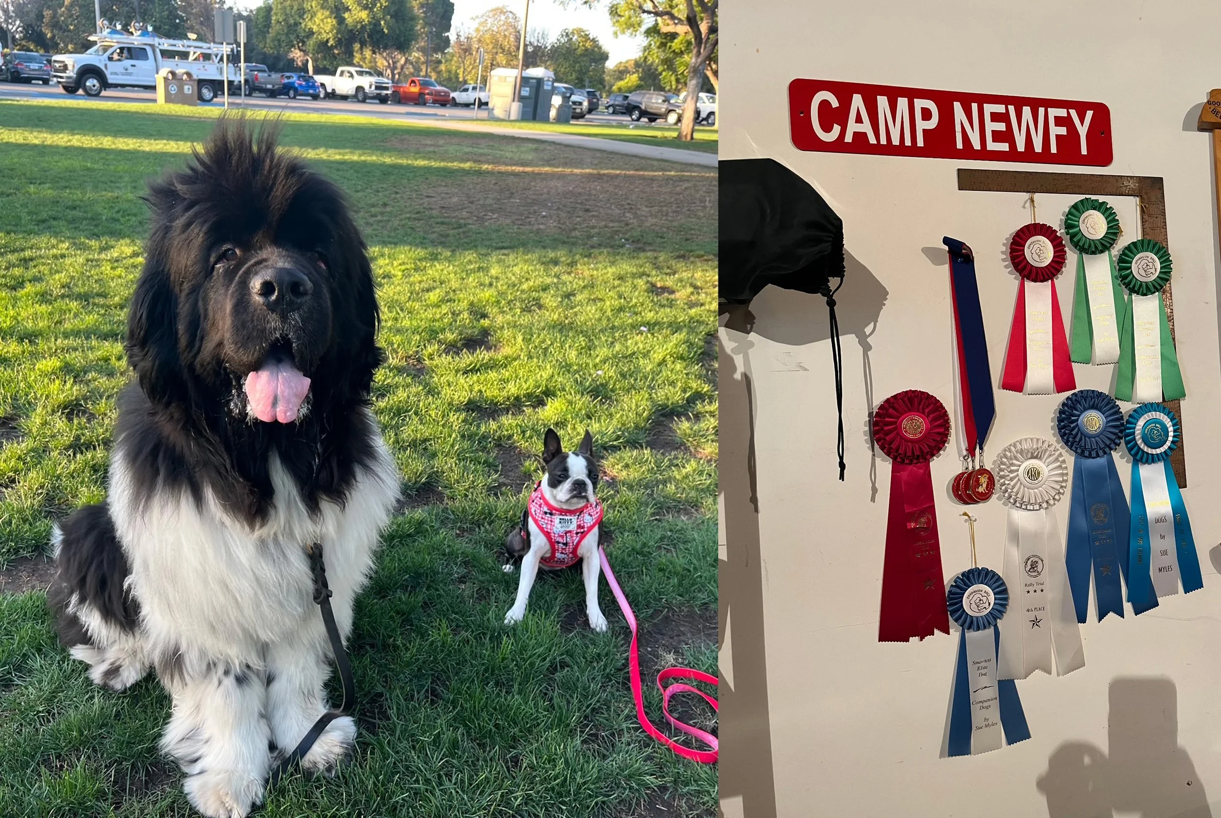 Newfy Wall of Ribbons.jpg
