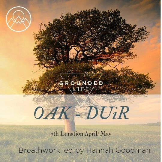 Oak with Hannah Goodman-Ryalls

The oak transitions slowly into a huge umbrella of a tree from its tiny acorn. It transitions from its modest beginnings to a grand presence, serving as a metaphor for growth and resilience. Oak trees are often associa