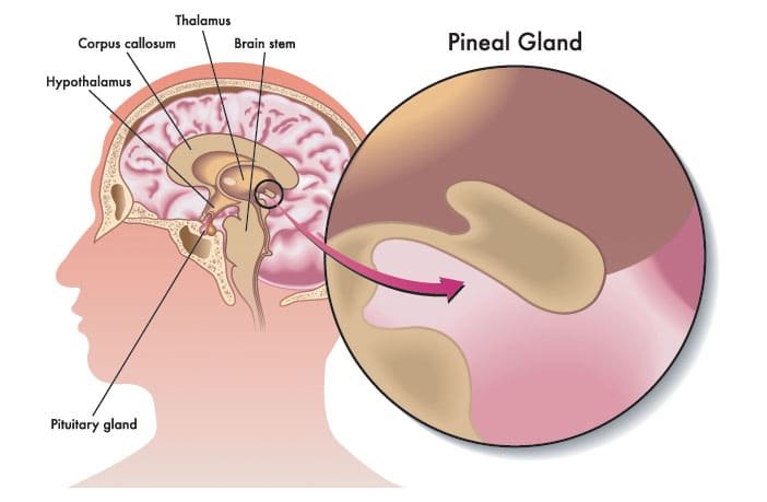 Pineal gland in the brain where DMT is produced