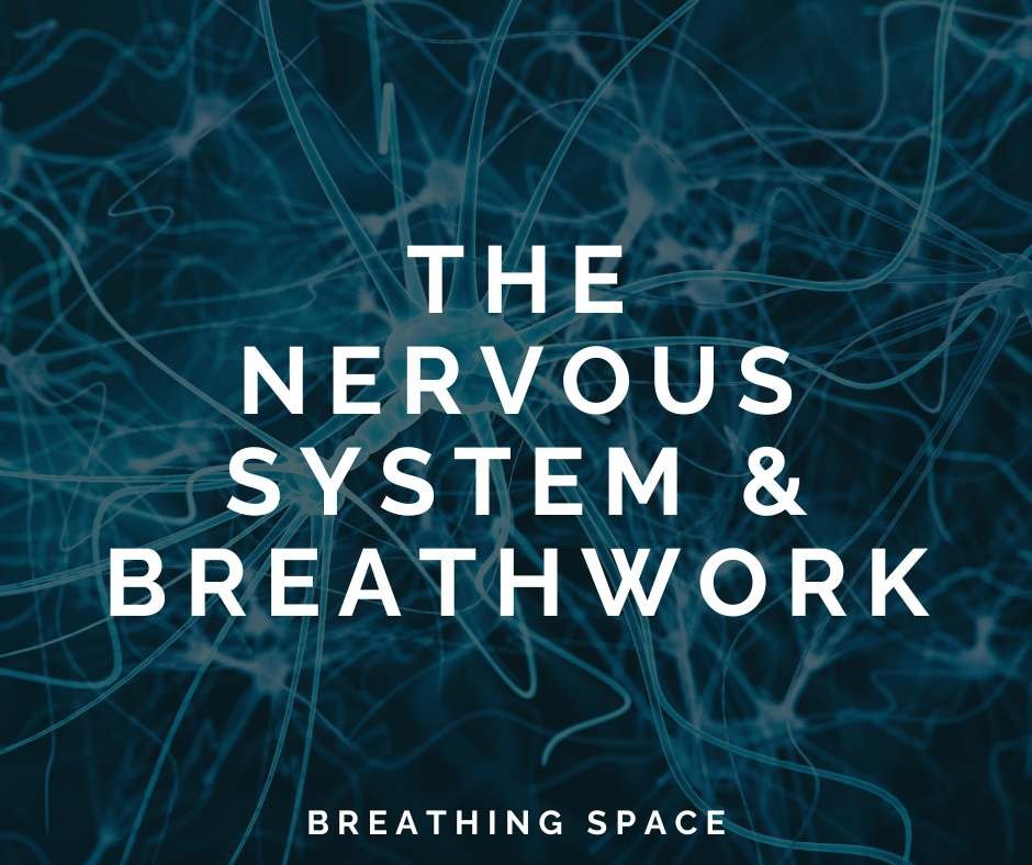 breathwork-and-the-nervous-system-a-simple-guide-to-how-it-works