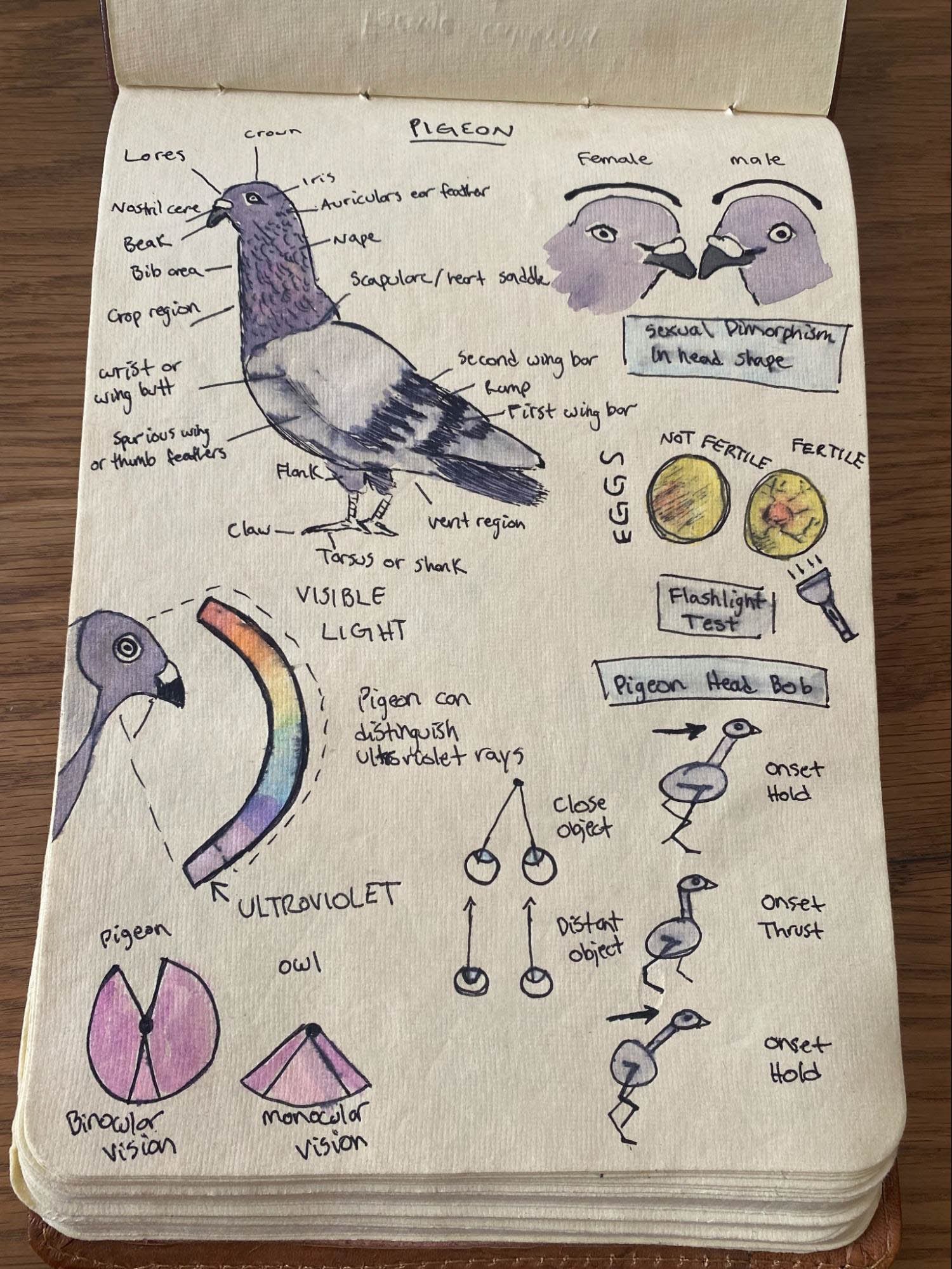 Pigeons.jpg