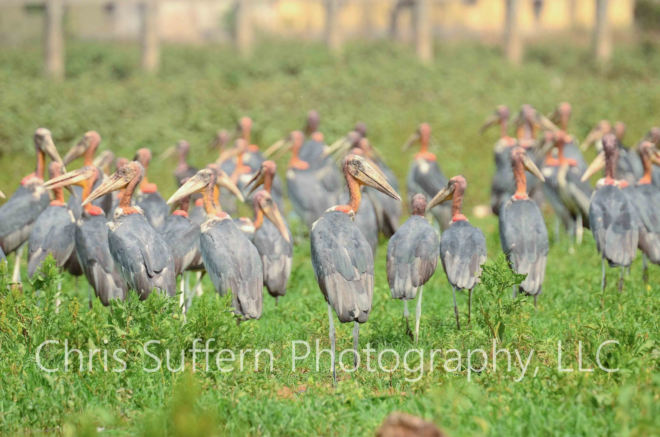 Greater Adjutant11 - Copy.jpg