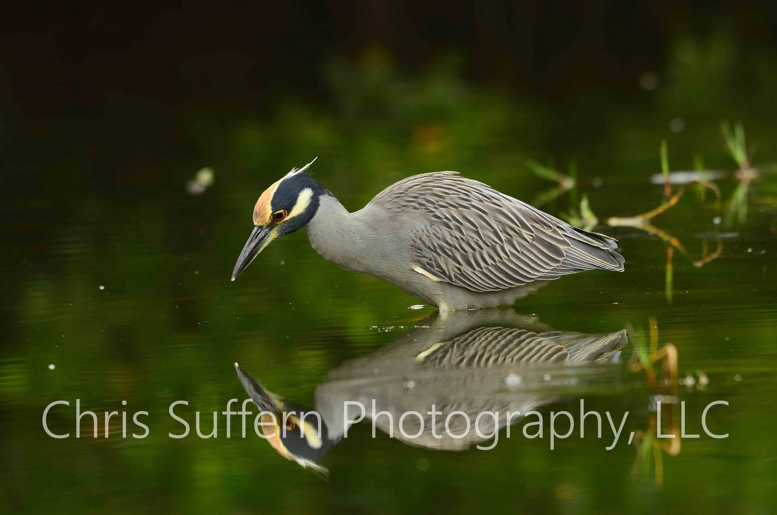 Yellow crowned Night heron (A).jpg