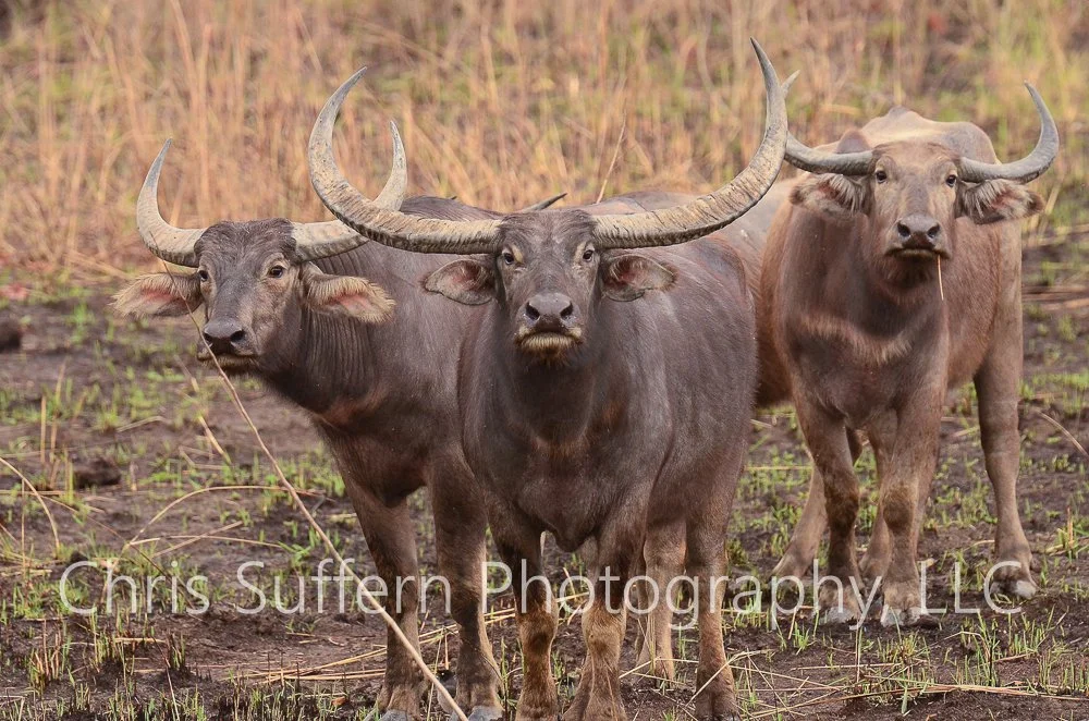 Asiatic Wild Water Buffalo.jpg
