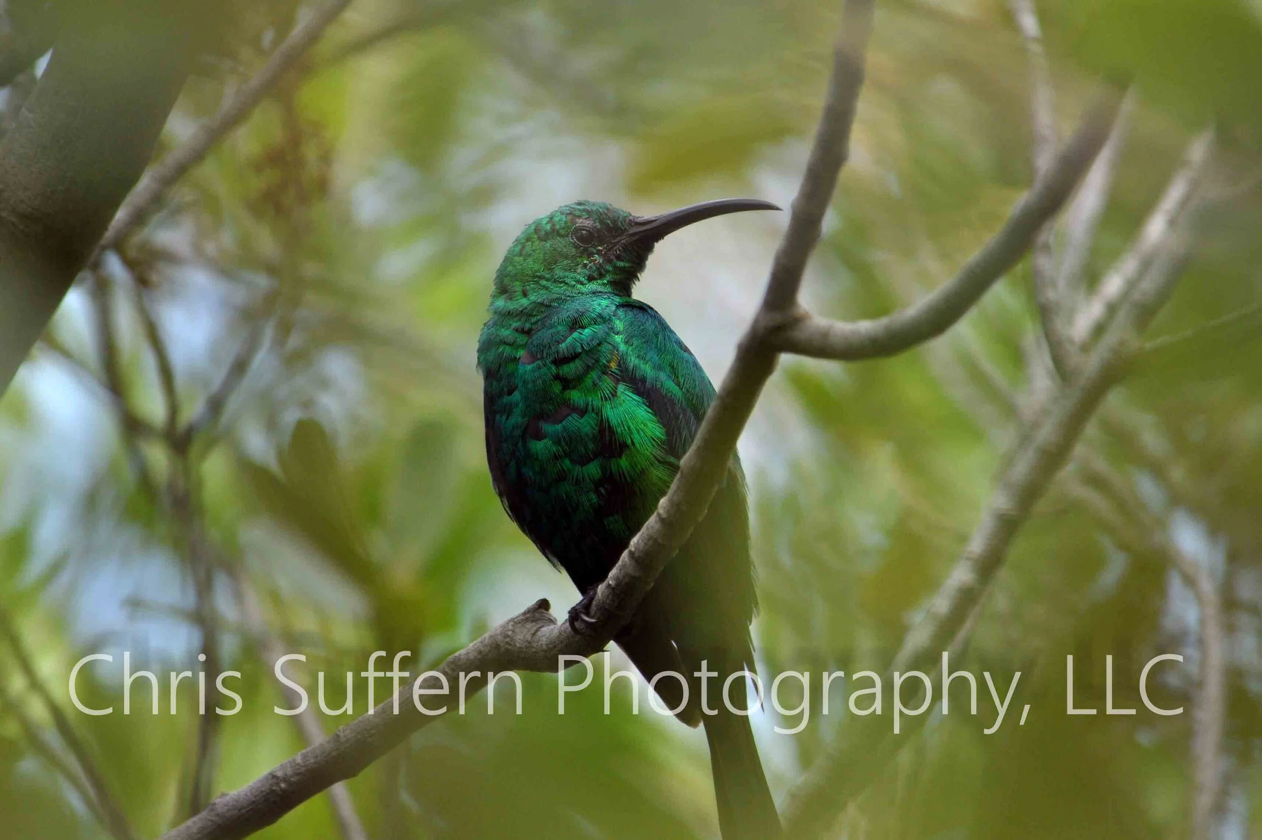 Malachite Sunbird.jpg