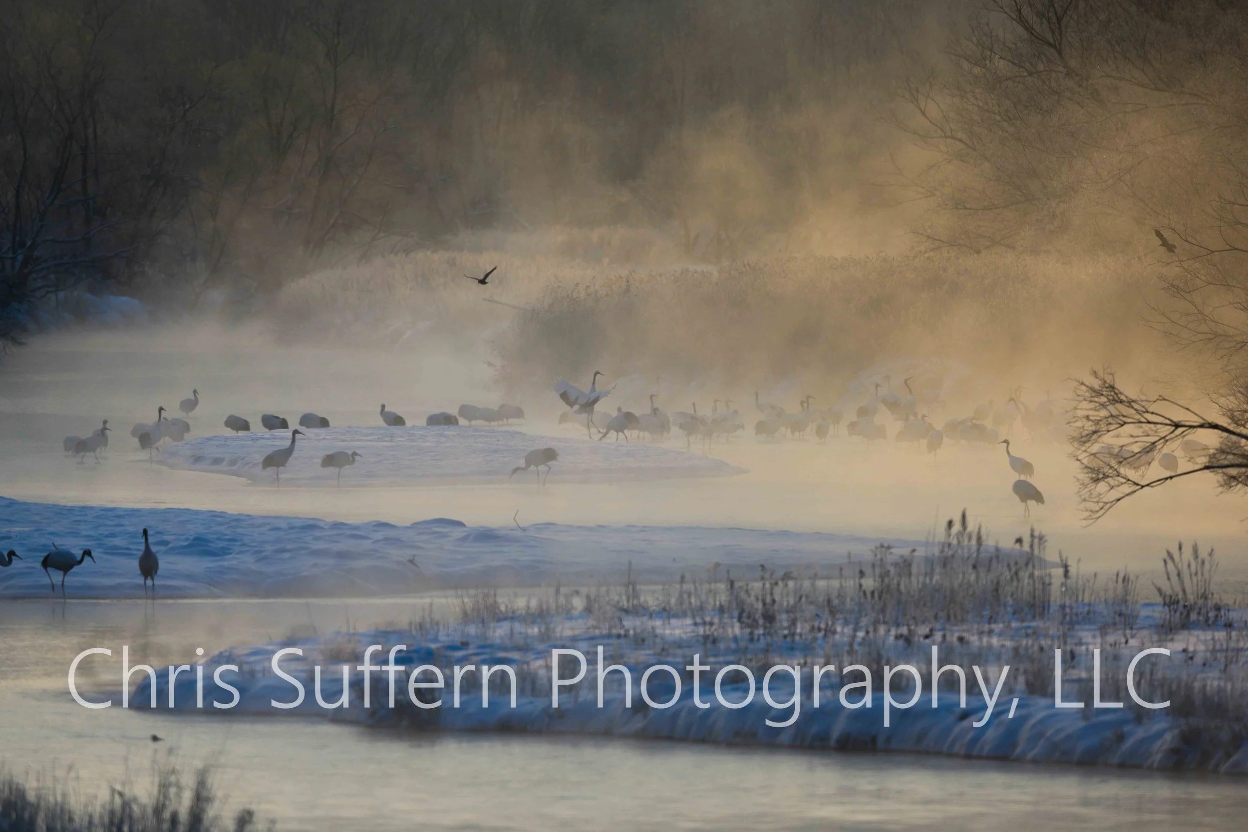 ngc70002 (1 of 4)-2.jpg
