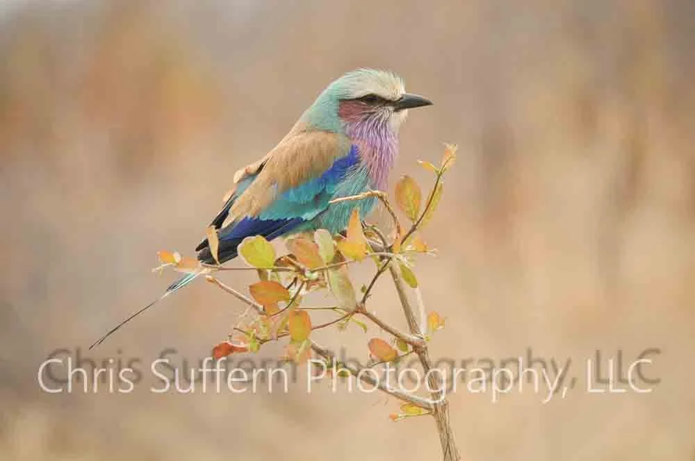 Lilac Breasted Roller_.jpg