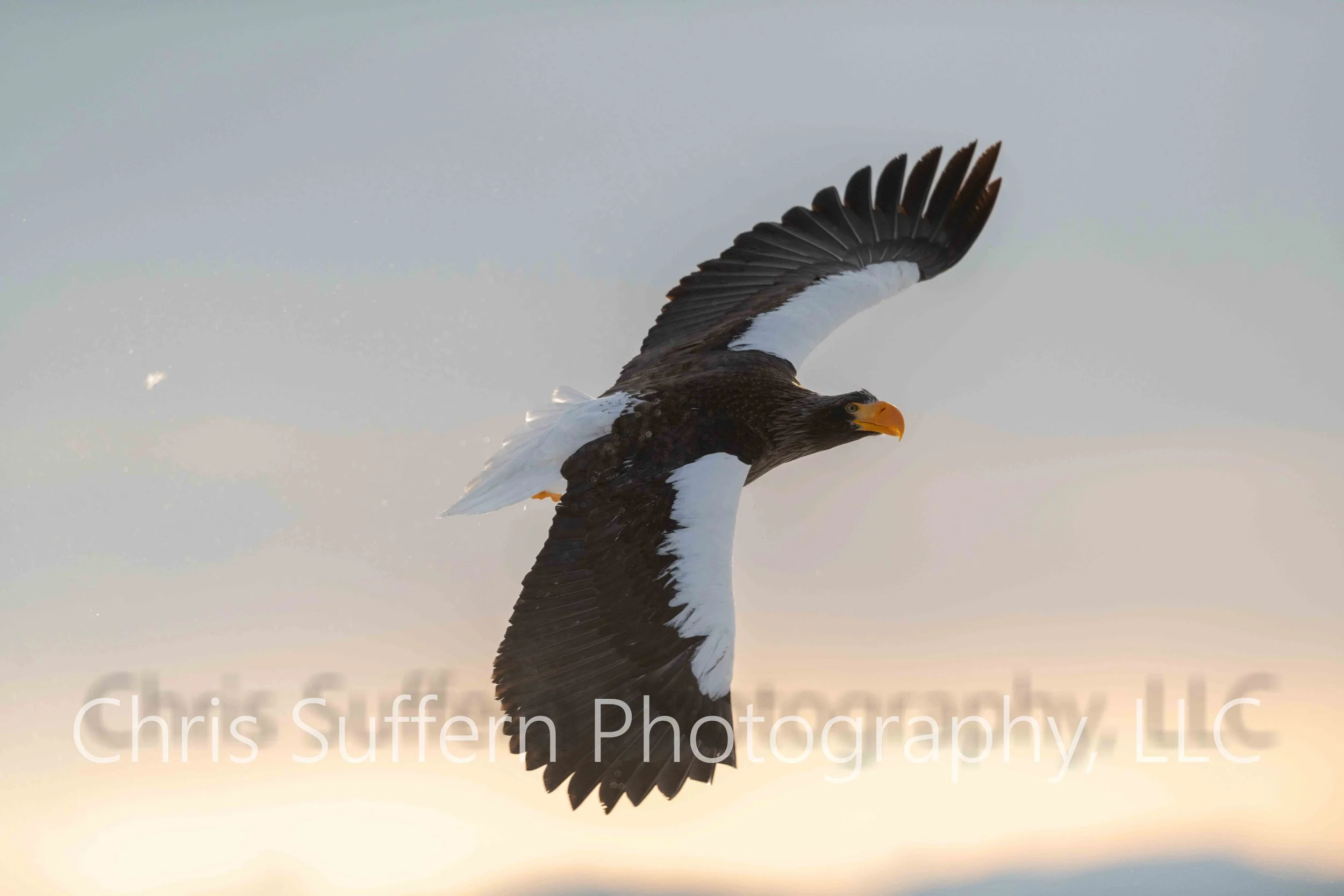 ngc70002 (3 of 4)-4.jpg