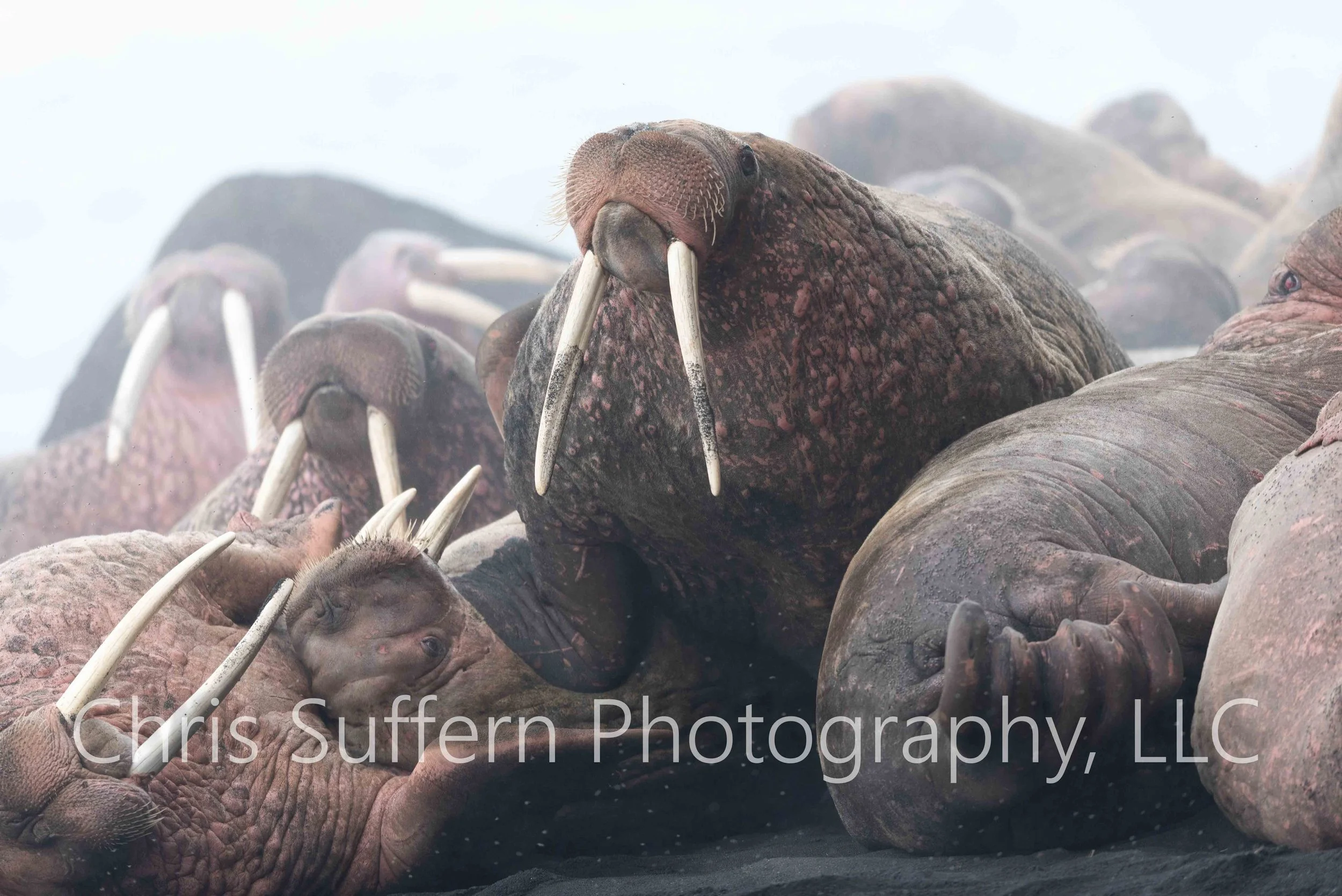 Walrus6.jpg