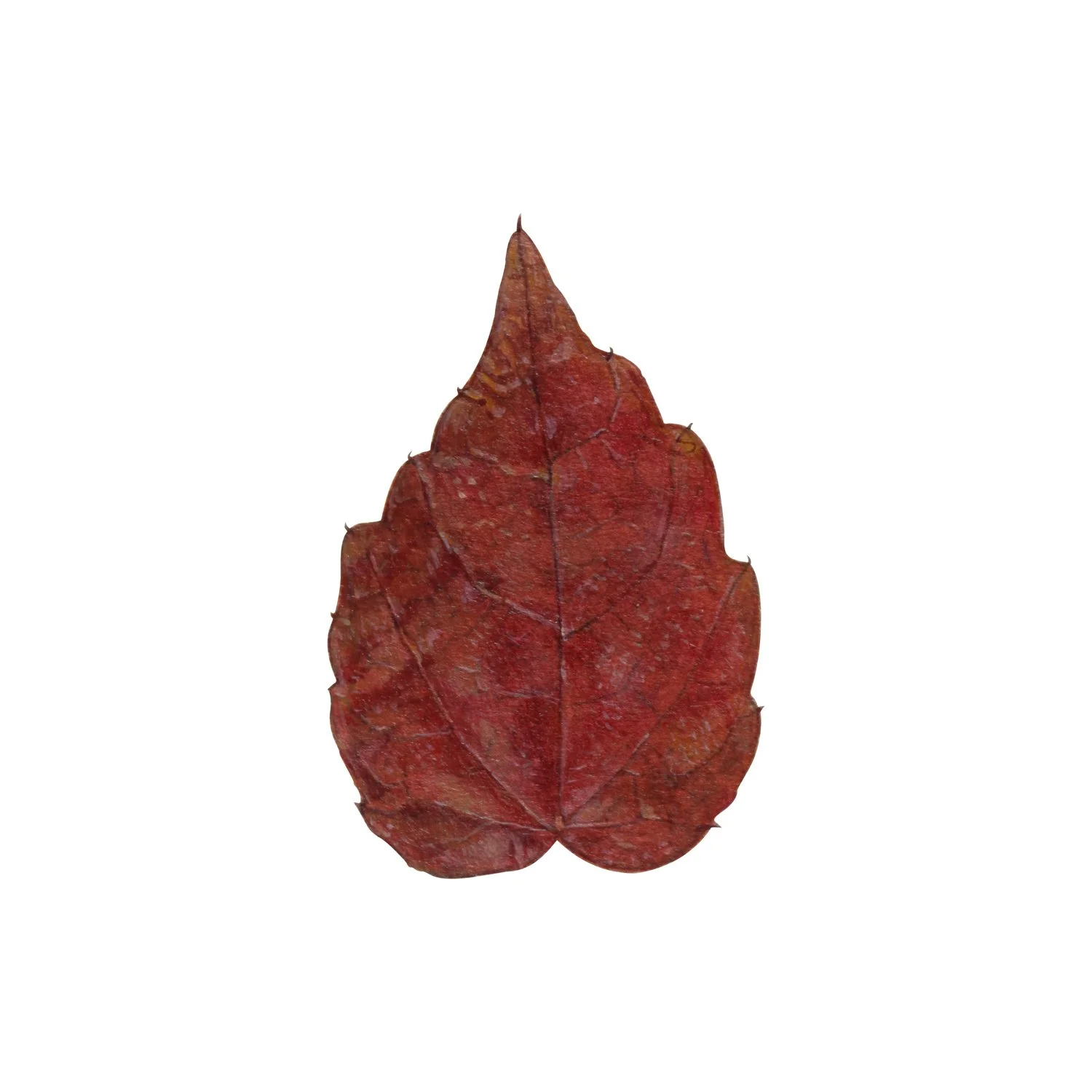 small-red-leaf_website.jpg