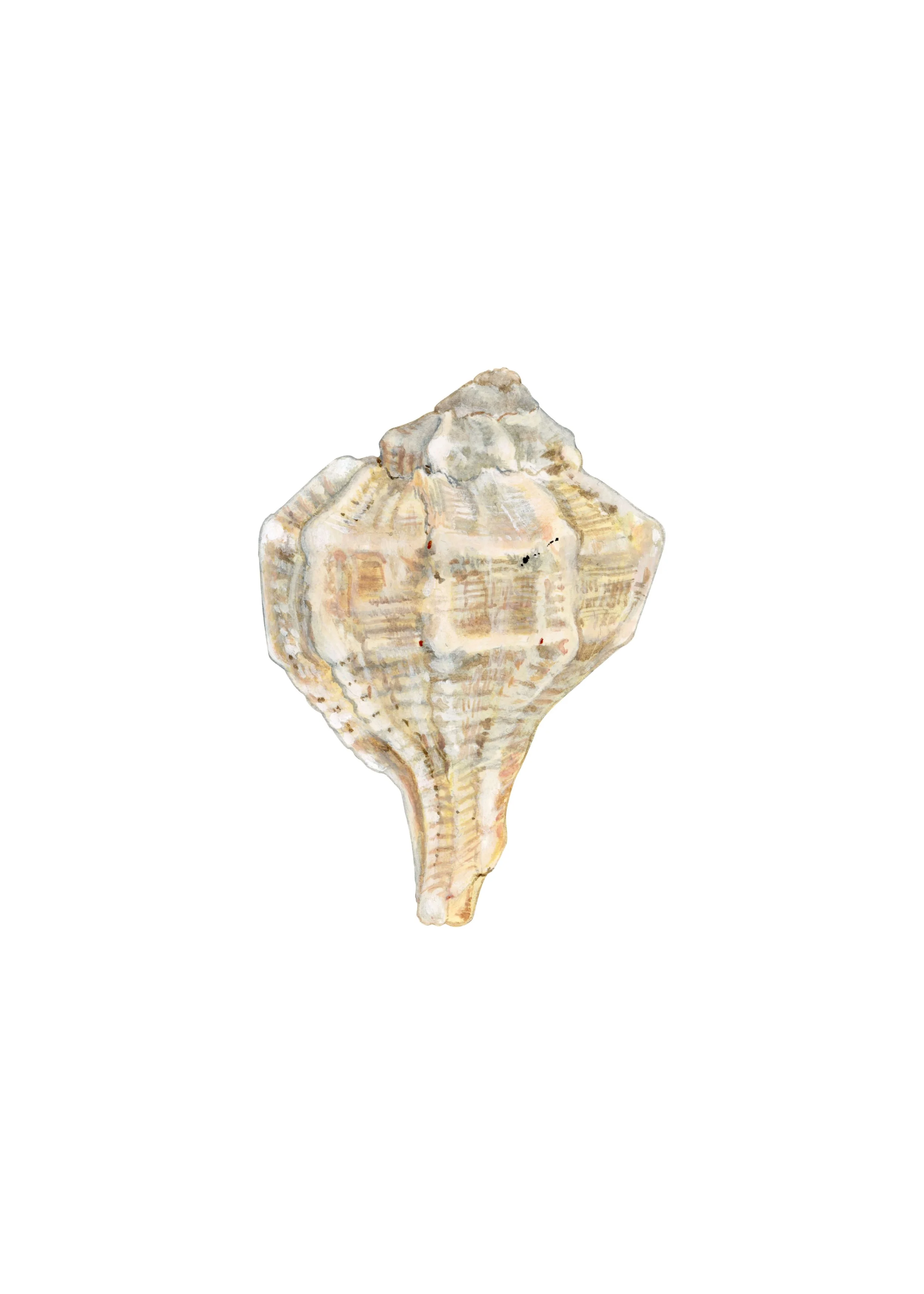 Santa Severa shell_cutout_website.jpg