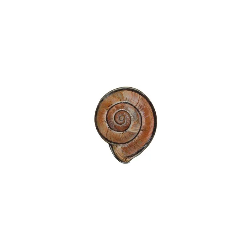 Schnecke 3_small_800x800.jpg
