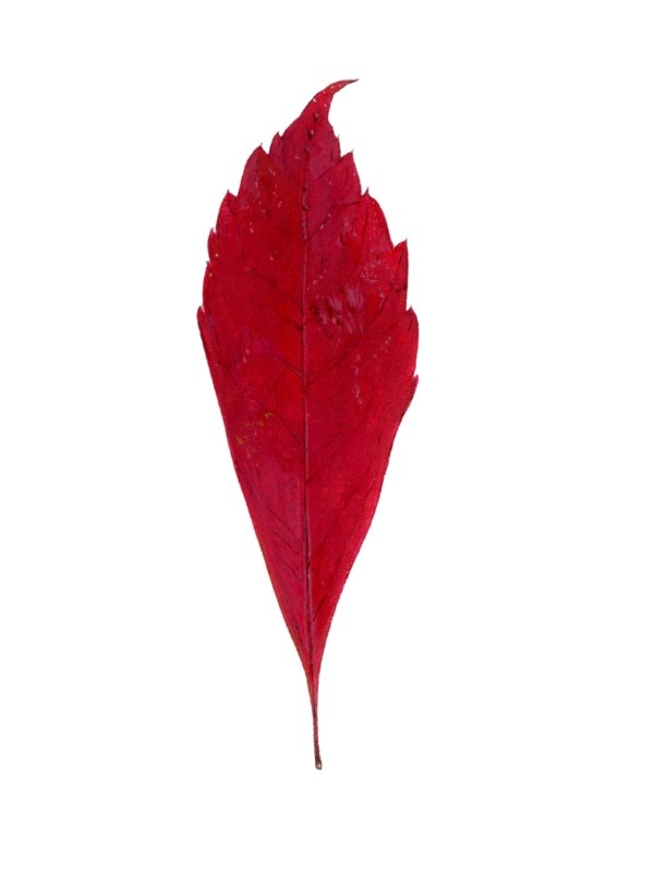 Red leaf - Daly_website.jpg