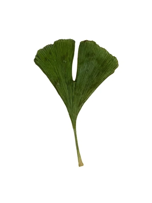 Green ginkgo_website.jpg
