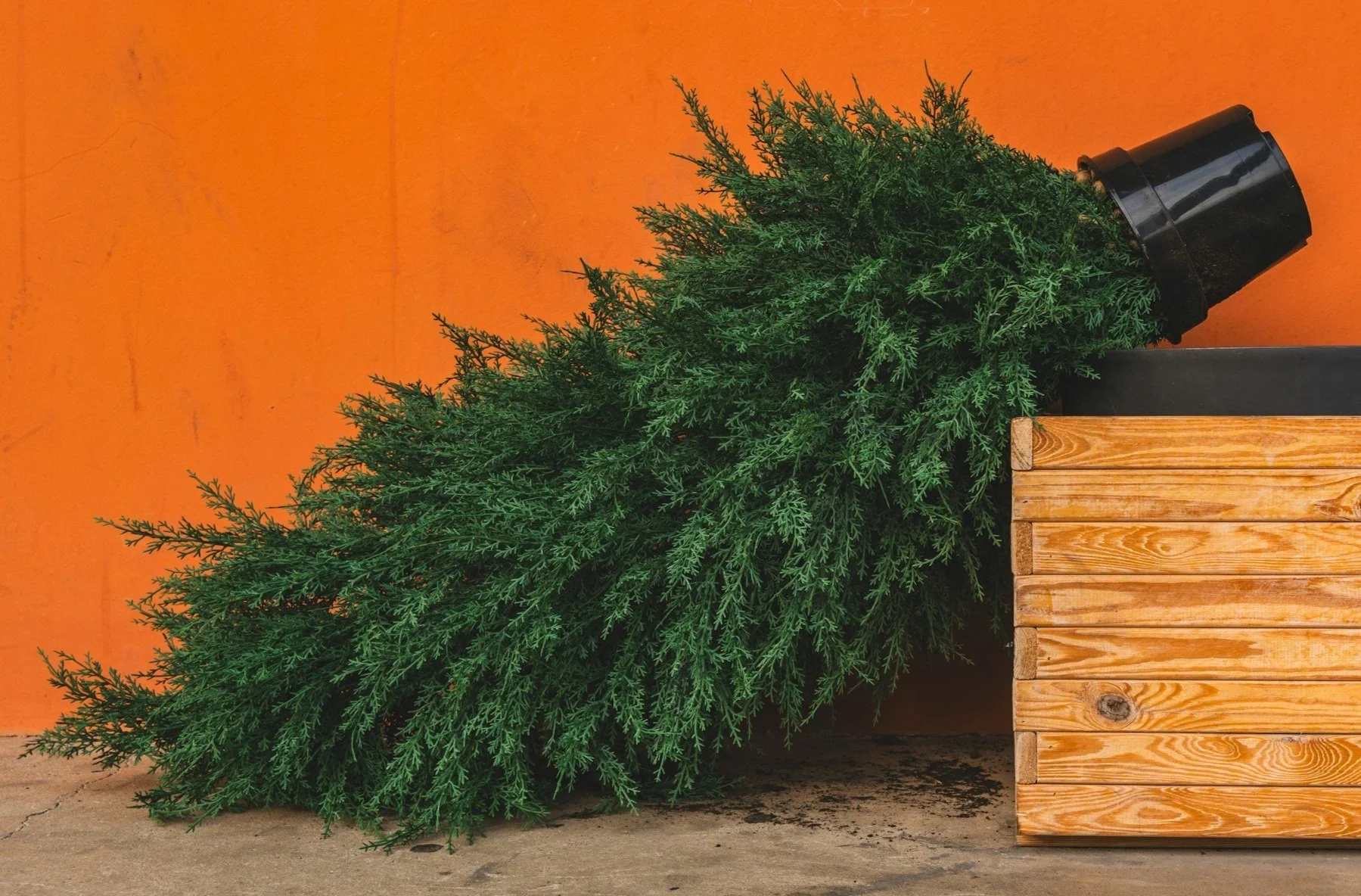 Tree Pick-up