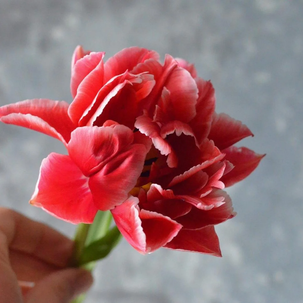 Showcasing some of April's best flowers 

seasonal flowers / wedding flowers / seasonality / seasonal wedding flowers / hampshire florist / flower farmer / farmer florist / british flowers / flowers from the farm