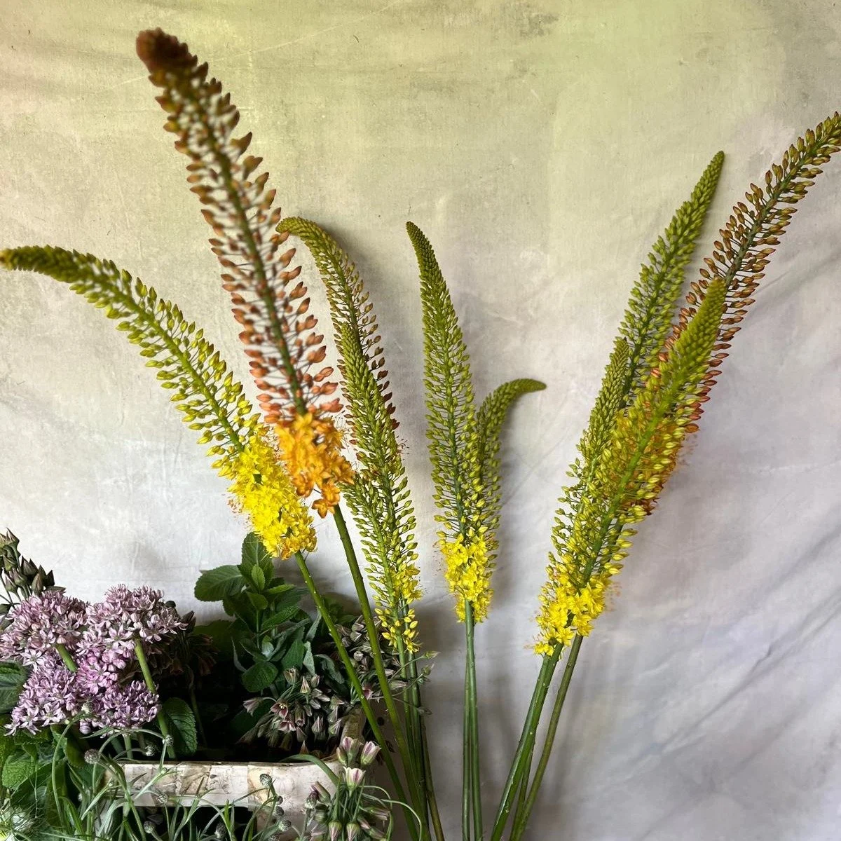 Showcasing May flowers

#mayflowers #flowersfromthefarm #britishflowers #diyweddingflowers #weddingflowers #WeddingInspo