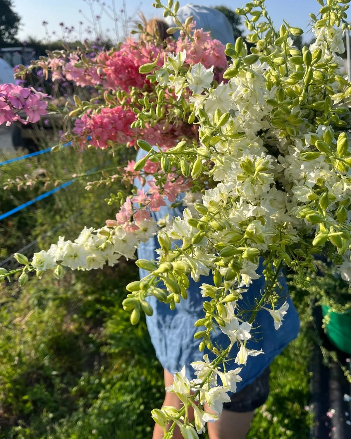 Showcasing some of June's finest 

#juneflowers #weddingflowers #seasonalflowers #britishflowergrowers #britishflowers #flowerfarm #flowerfarmer