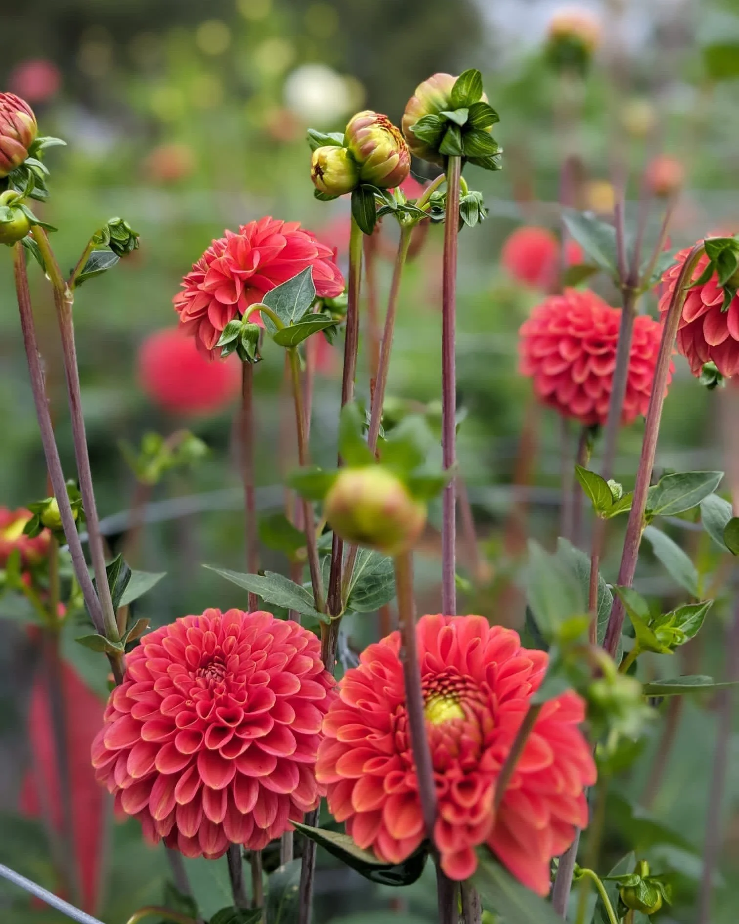 August when the colours are rich and fiery. All those seeds and tubers that were planted months ago finally come to fruition and everything is in full flow. 

#hampshireflorist #britishflowers #seasonalflowers #britishflowergrowers