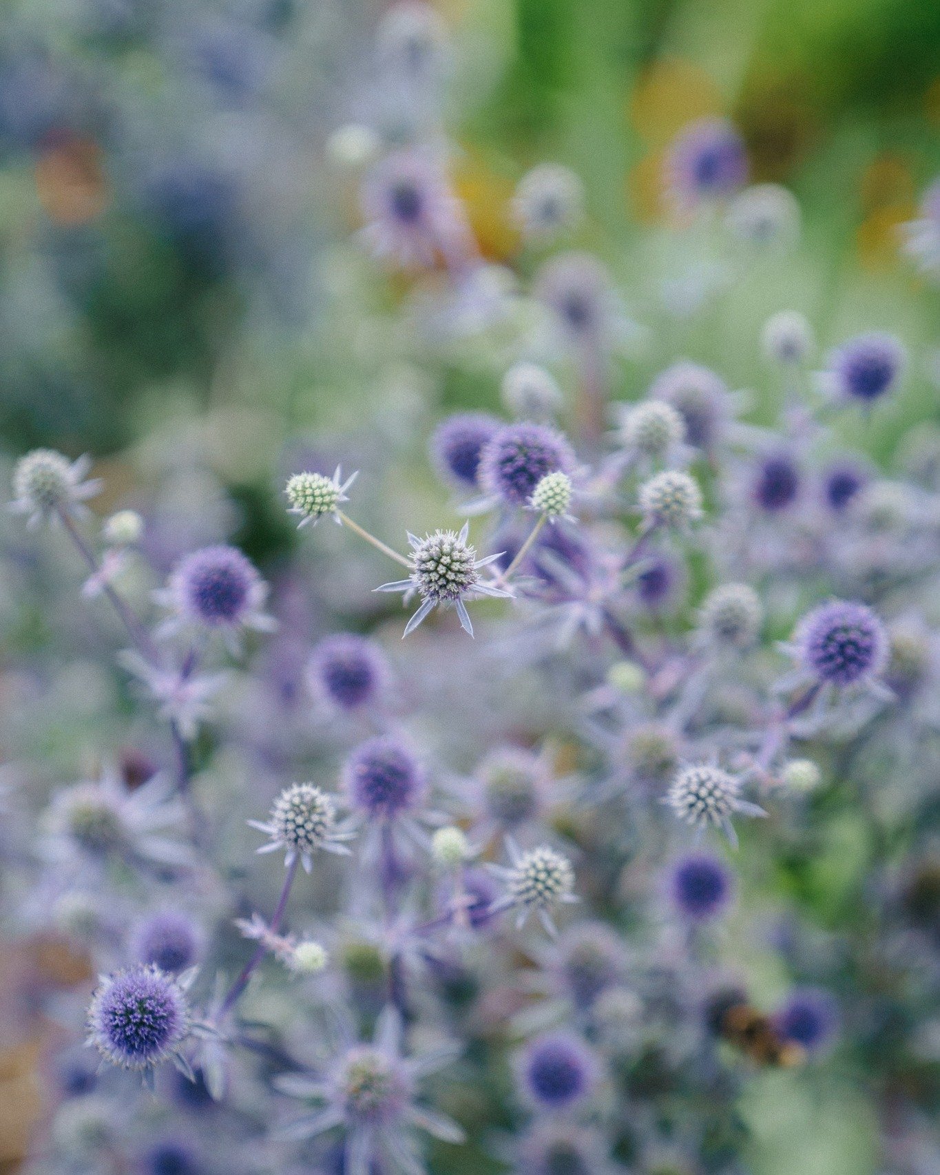 July's finest. When the plot starts to get a little wild and runs away with itself. It's always a pleasure to pick for weddings and events at this time of the year. The early starts are already balming and we can pick crops in abundant armfuls, tryin