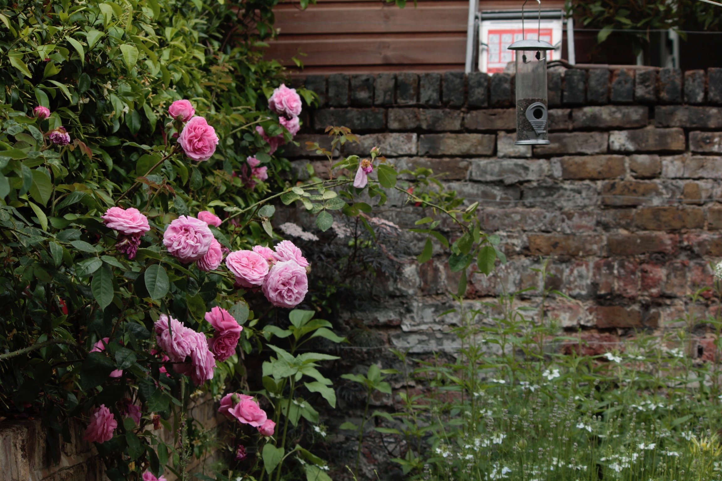 Why We Skip Valentine’s Flowers (and What to Do Instead)