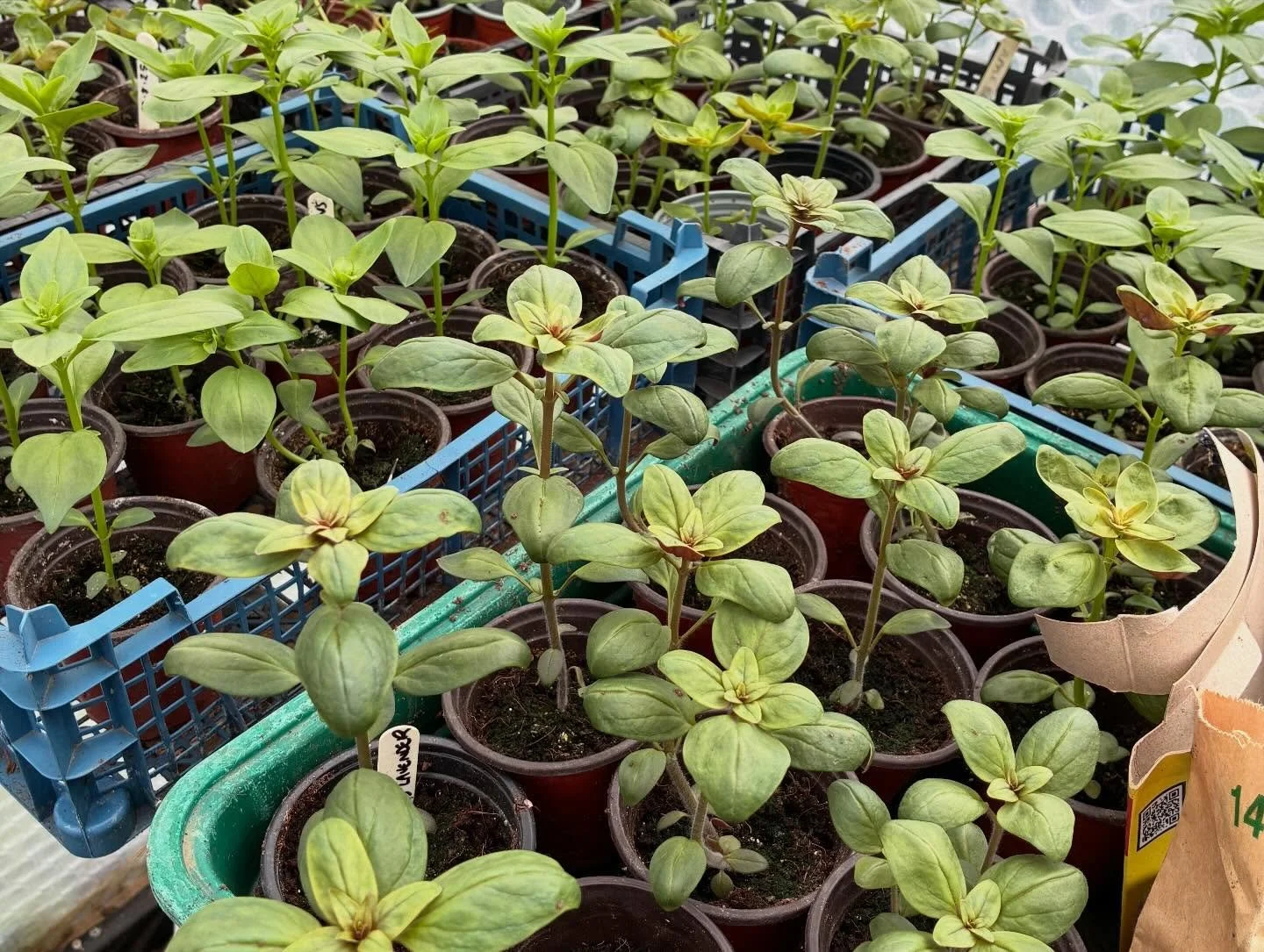 March round up. What started with quiet days seeding and catching up on admin ended up with making the most of some drier weather. We&rsquo;ve been weeding, mulching, planting out, putting up, picking and so much more in praising for the 2026 season.