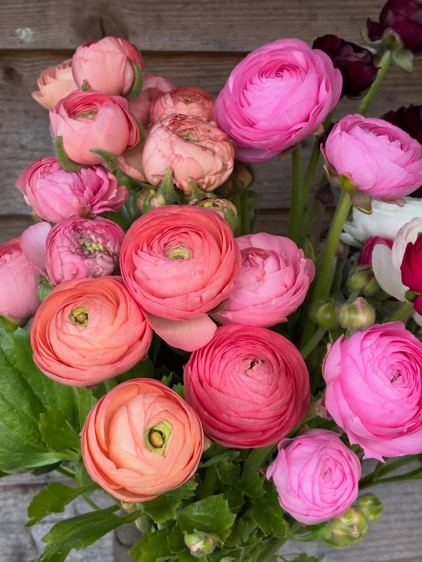 Weekly update 

#spring #springflowers #flowerfarm #hampshireflorist