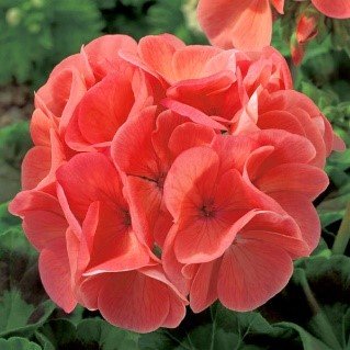 Geraniums - 6" individual plants and flats of 6 plants