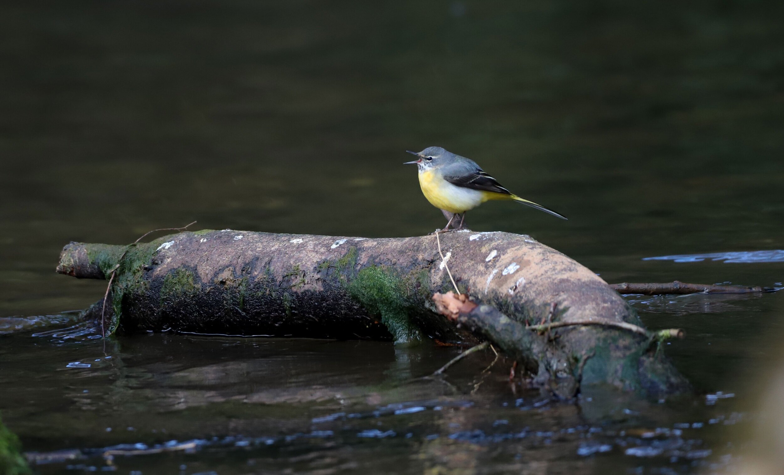 Photographing Yellow (Grey) Wagtails on my First YouTube Video