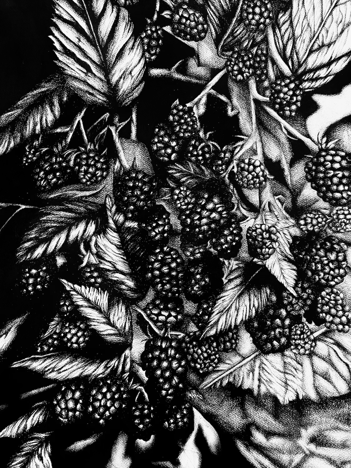 Chloe Hudspeth "Mora", charcoal on paper, 36" x 24", 2025, $1,300