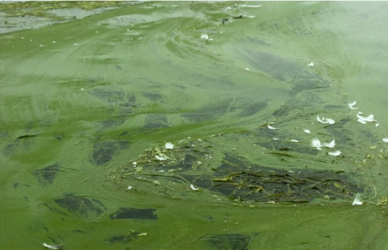 Harmful Algae Blooms Impact the Future