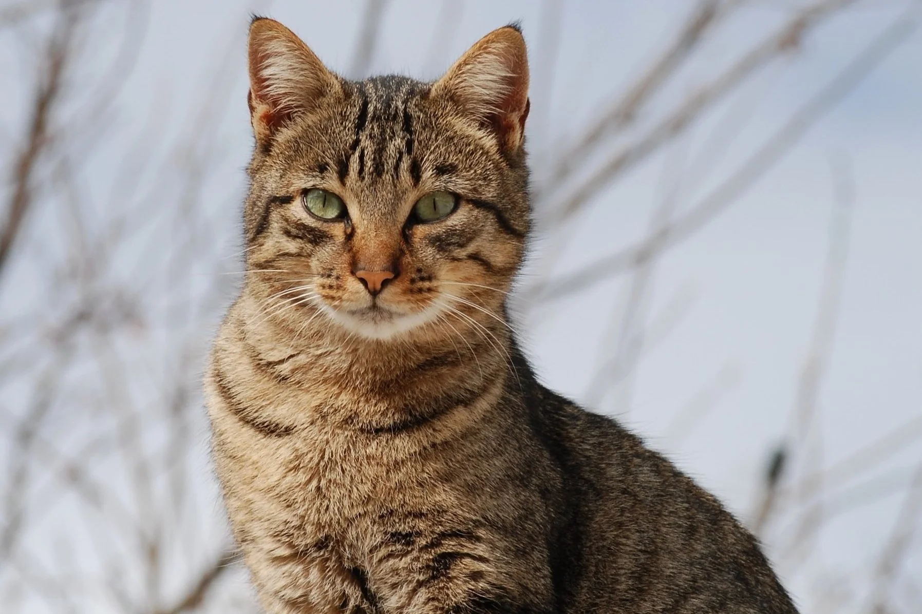 Cat lost in Yellowstone travels almost 900 miles to reunite with owners