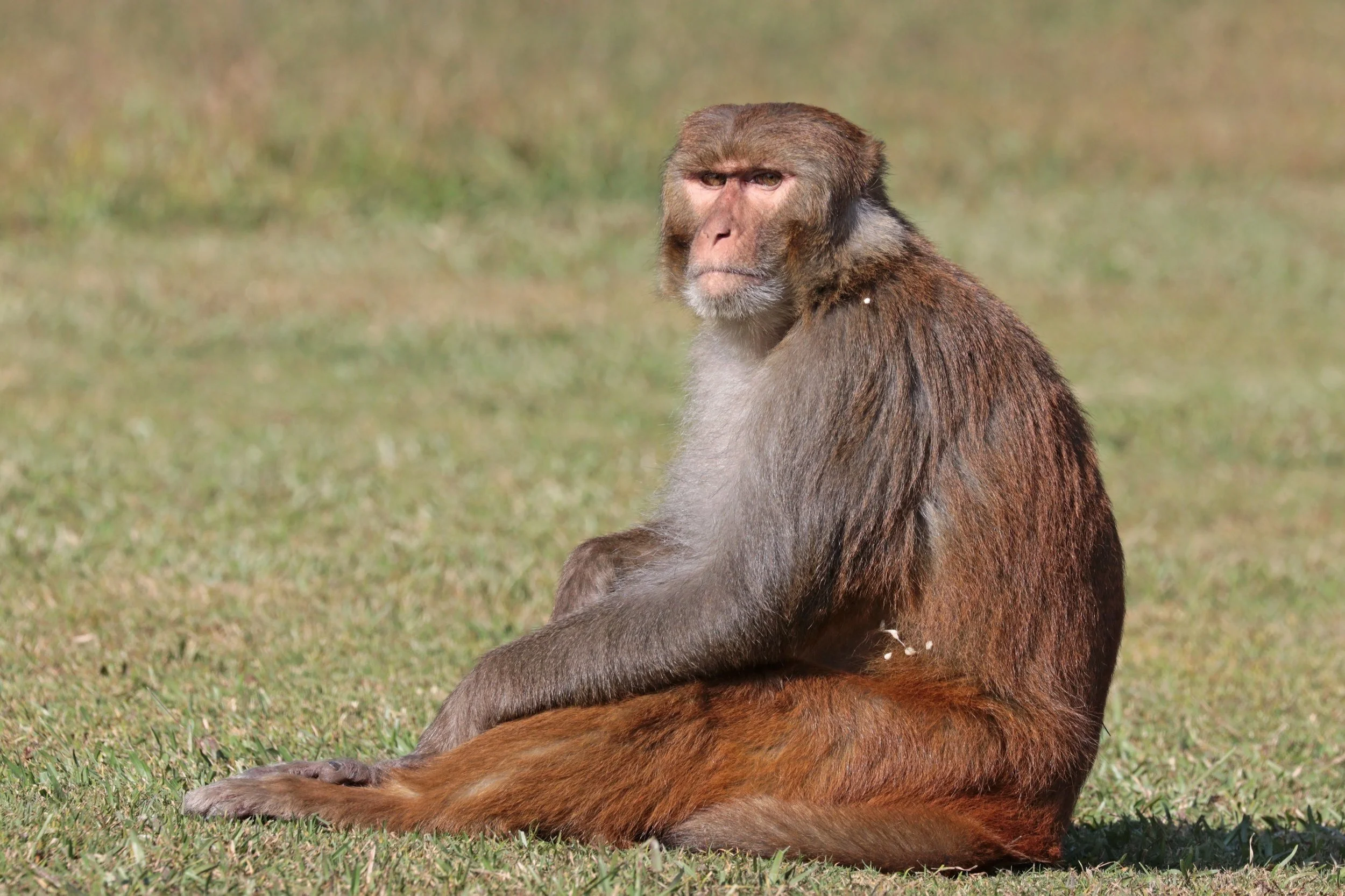 43 monkey’s escape from South Carolina facility