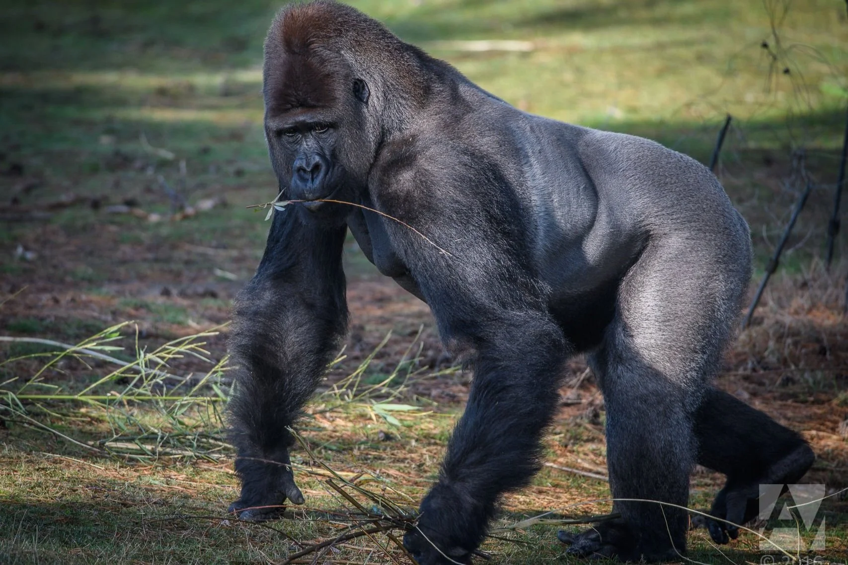 Buffalo Zoo introduces new gorilla, Babatunde