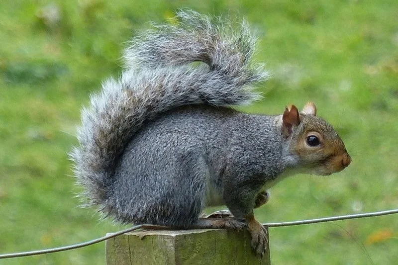 The tragic fate of Peanut the squirrel and Fred the raccoon