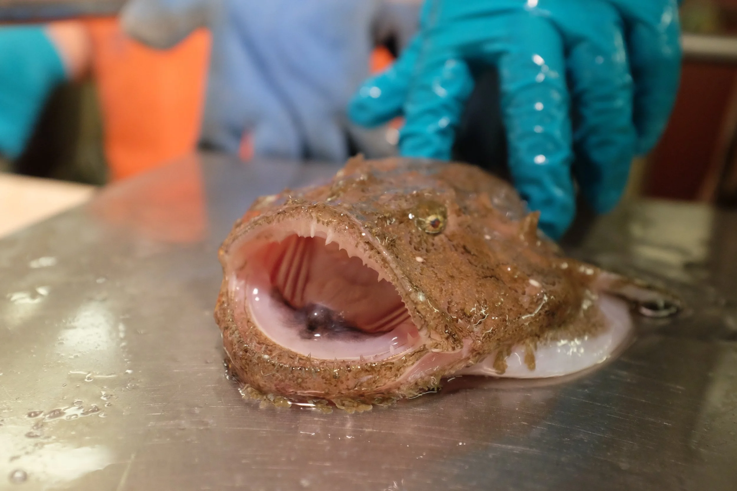 Researchers and TikTokers shocked by sighting of anglerfish