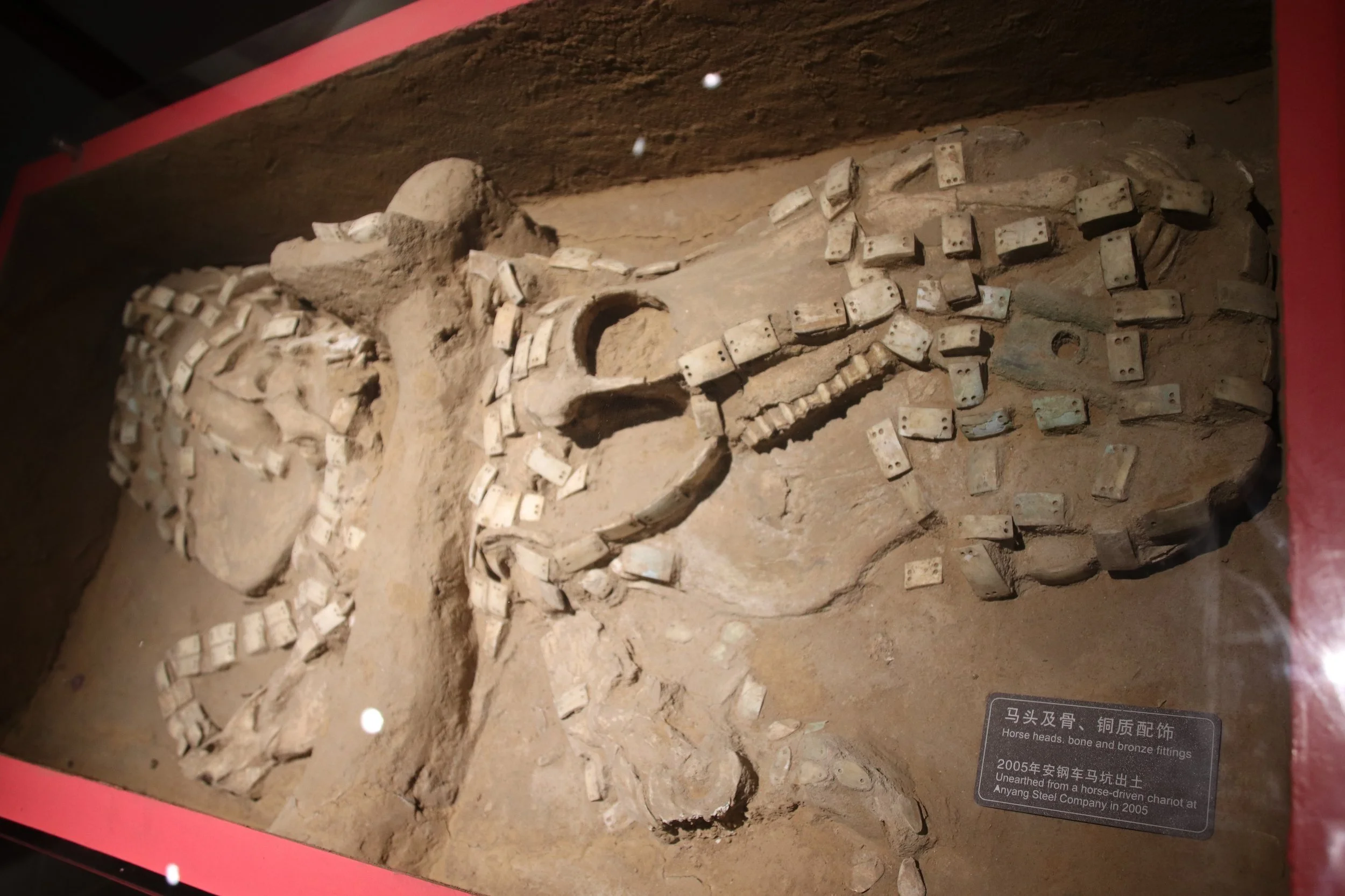 Archaeological Update: NAGPRA rethinks handling of animal remains